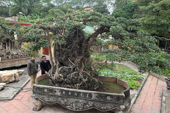 Đổi 8 l&ocirc; đất ở Thủ đ&ocirc; lấy c&acirc;y sanh cổ nhất ch&acirc;u &Aacute; - Ảnh 1.