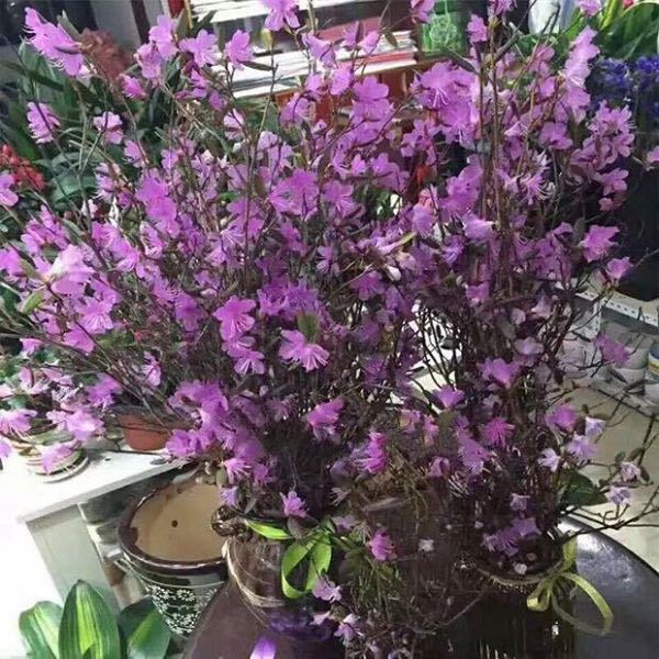 Hoa ngủ đ&ocirc;ng: Như củi kh&ocirc; nhưng nở rất đẹp - Ảnh 3.