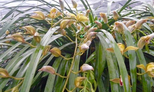 Địa lan Sa Pa c&oacute; g&igrave; đẹp m&agrave; gi&aacute; trăm triệu? - Ảnh 3.