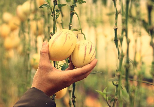 Độc đáo loại dưa hấu tí hon