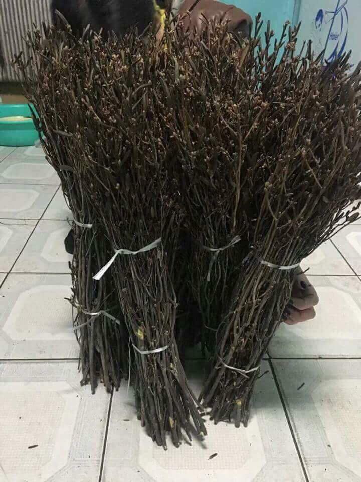 Hoa đỗ quy&ecirc;n ngủ đ&ocirc;ng cũng c&oacute; độc tố - Ảnh 3.