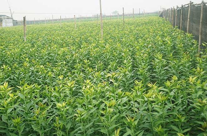 Bạt ngàn hoa ở 'làng hoa Tây Tựu' mới