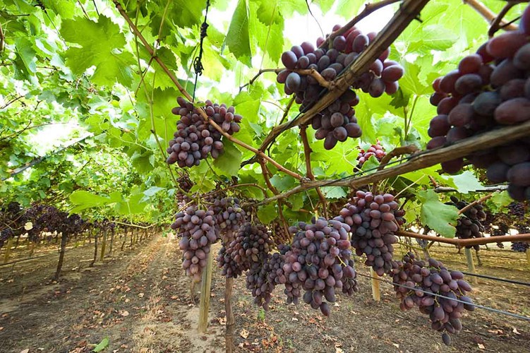 Mỏi mắt ngắm vườn nho Australia đẹp nhất h&agrave;nh tinh - Ảnh 3.