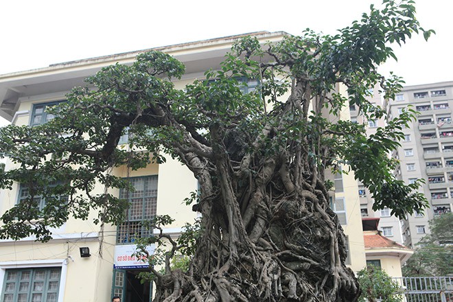 Đổi 8 l&ocirc; đất ở Thủ đ&ocirc; lấy c&acirc;y sanh cổ nhất ch&acirc;u &Aacute; - Ảnh 9.