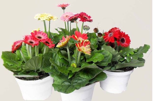 Chưng hoa gì vừa đẹp vừa tốt cho sức khỏe