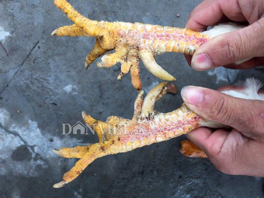 Độc kê 10 cựa và những quái gà siêu lạ gây xôn xao - Ảnh 4.