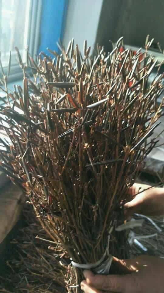Hoa đỗ quy&ecirc;n ngủ đ&ocirc;ng cũng c&oacute; độc tố - Ảnh 4.