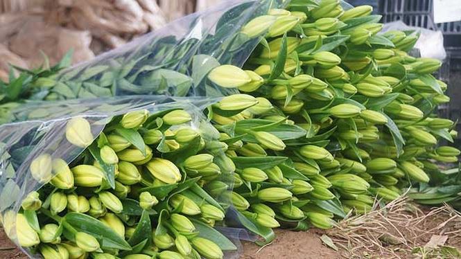 Bạt ng&agrave;n hoa ở l&agrave;ng hoa T&acirc;y Tựu mới - Ảnh 4.