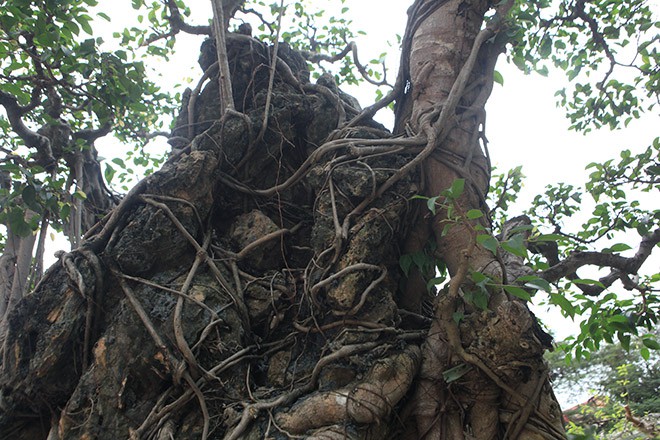 Đổi 8 l&ocirc; đất ở Thủ đ&ocirc; lấy c&acirc;y sanh cổ nhất ch&acirc;u &Aacute; - Ảnh 11.