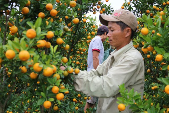 Chùm ảnh: Hội An được mùa quất Tết - Ảnh 5.