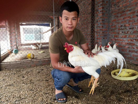 'Độc kê' 10 cựa và những 'quái gà' siêu lạ gây xôn xao