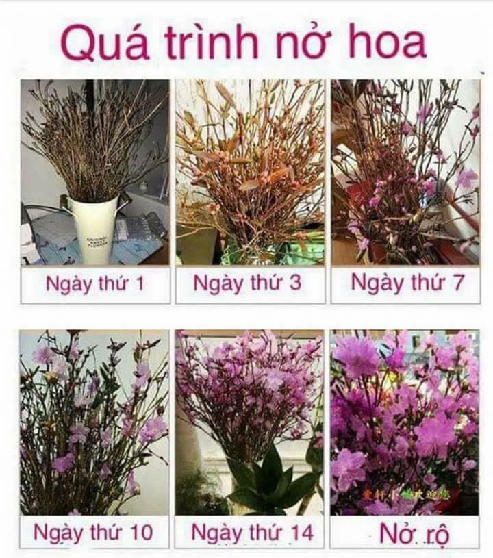 Hoa đỗ quy&ecirc;n ngủ đ&ocirc;ng cũng c&oacute; độc tố - Ảnh 5.