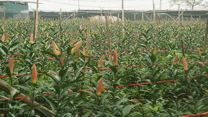 Bạt ng&agrave;n hoa ở l&agrave;ng hoa T&acirc;y Tựu mới - Ảnh 5.