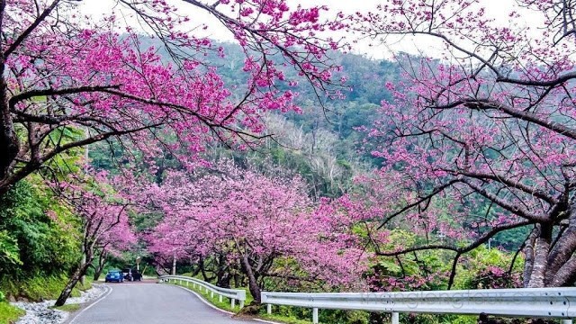 Cận Tết Mậu Tuất, giới trẻ có hẹn với mai anh đào Đà Lạt