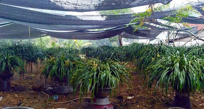 Mỏi mắt ngắm những vườn địa lan khủng nhất Việt Nam - Ảnh 6.
