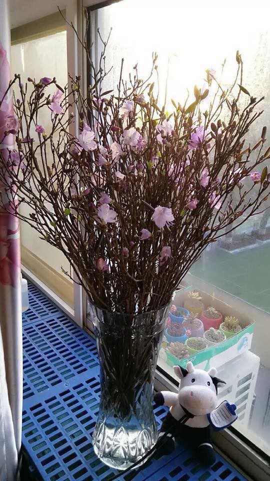 Hoa đỗ quy&ecirc;n ngủ đ&ocirc;ng cũng c&oacute; độc tố - Ảnh 6.
