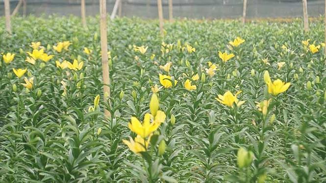 Bạt ng&agrave;n hoa ở l&agrave;ng hoa T&acirc;y Tựu mới - Ảnh 6.