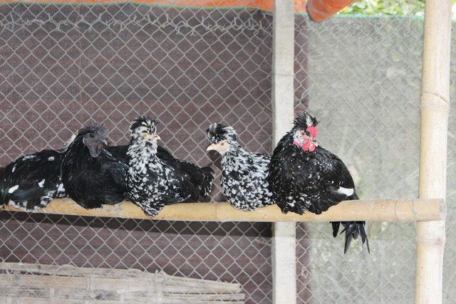 Trang trại chim “quý tộc”, gà “hoàng gia” tiền tỷ giữa Hà Nội - Ảnh 8.