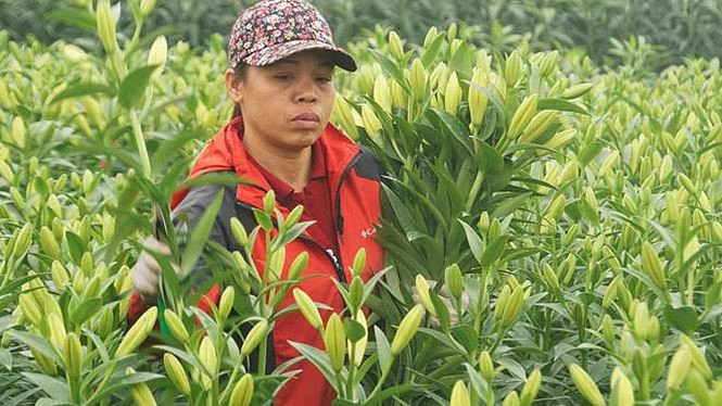 Bạt ng&agrave;n hoa ở l&agrave;ng hoa T&acirc;y Tựu mới - Ảnh 8.