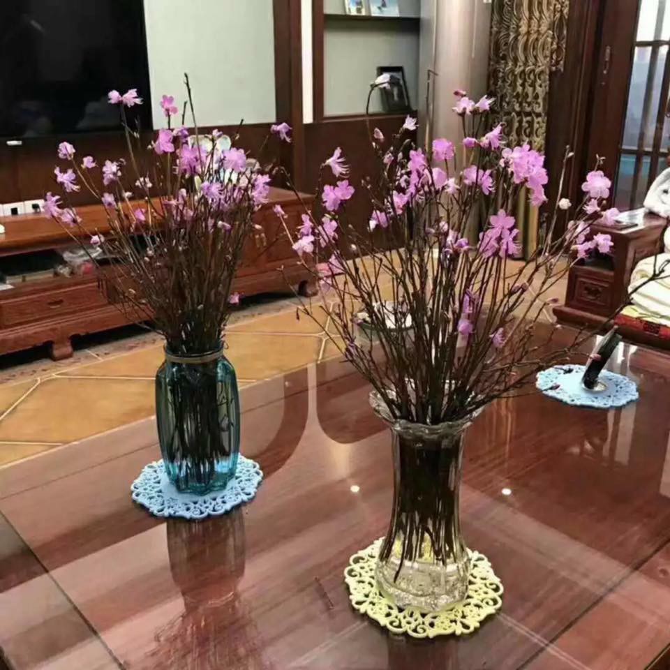 "Hoa đỗ quyên ngủ đông' cũng có độc tố