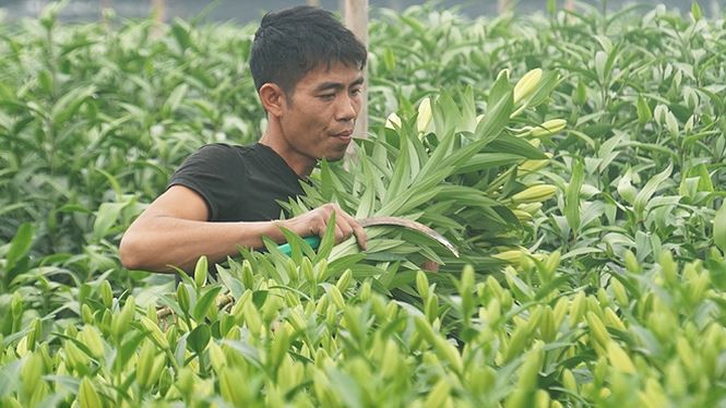 Bạt ng&agrave;n hoa ở l&agrave;ng hoa T&acirc;y Tựu mới - Ảnh 9.