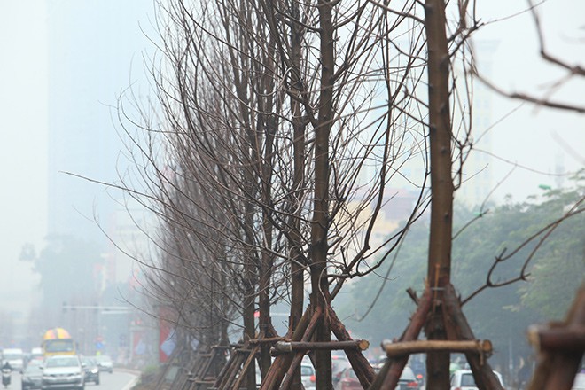 Ngắm hàng phong lá đỏ châu Âu lần đầu tiên được trồng ở HN - Ảnh 10.