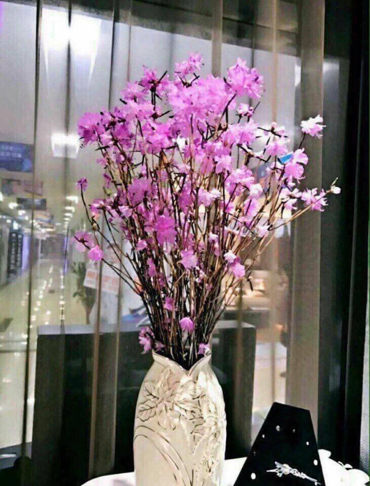 Hoa đỗ quy&ecirc;n ngủ đ&ocirc;ng cũng c&oacute; độc tố - Ảnh 9.