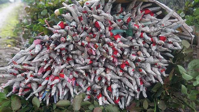 Bạt ng&agrave;n hoa ở l&agrave;ng hoa T&acirc;y Tựu mới - Ảnh 10.