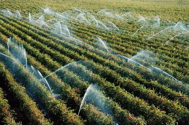 Mỏi mắt ngắm vườn nho Australia đẹp nhất h&agrave;nh tinh - Ảnh 10.