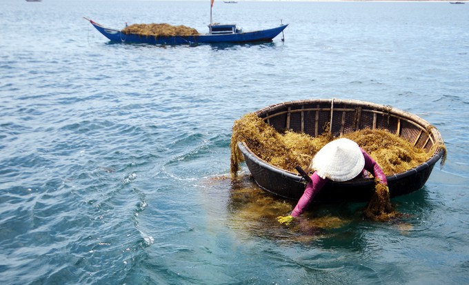 Tìm thấy thi thể người phụ nữ tử vong khi hái rong mơ