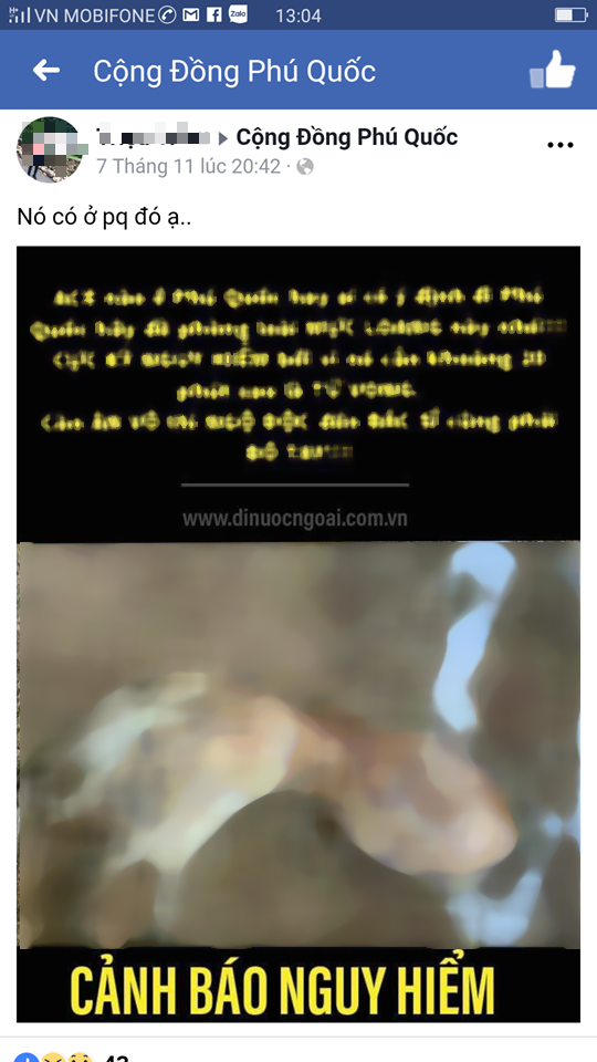 Khẳng định kh&ocirc;ng xuất hiện mực cực độc ở Ph&uacute; Quốc - Ảnh 1.