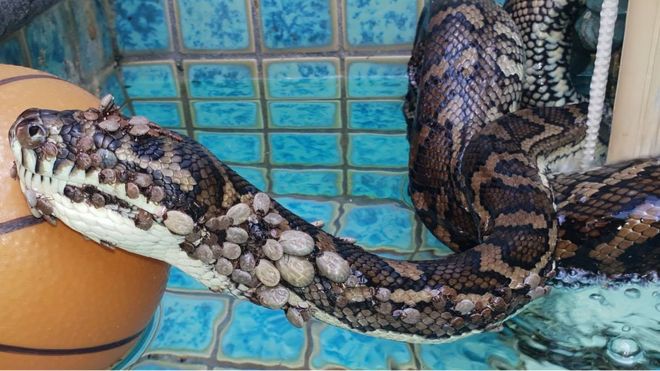 Rùng mình cảnh trăn bị hơn 500 con bọ ve hút máu