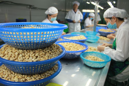 Kỷ lục buồn của ngành điều - Ảnh 1.