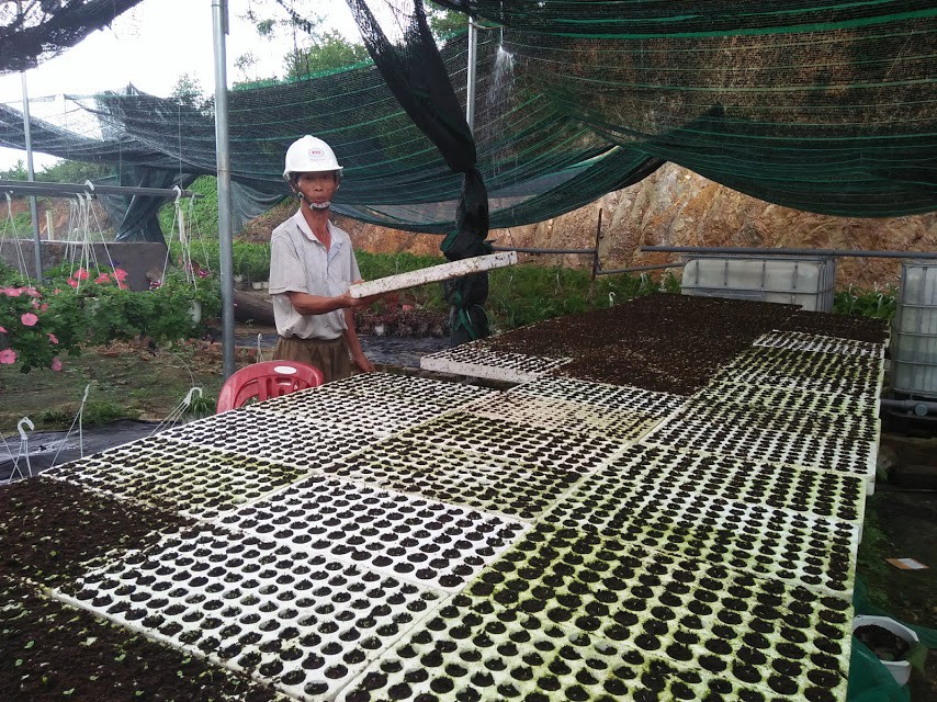 Chùm ảnh: Ngắm làng hoa Vân Dương vào mùa vụ Tết - Ảnh 9.