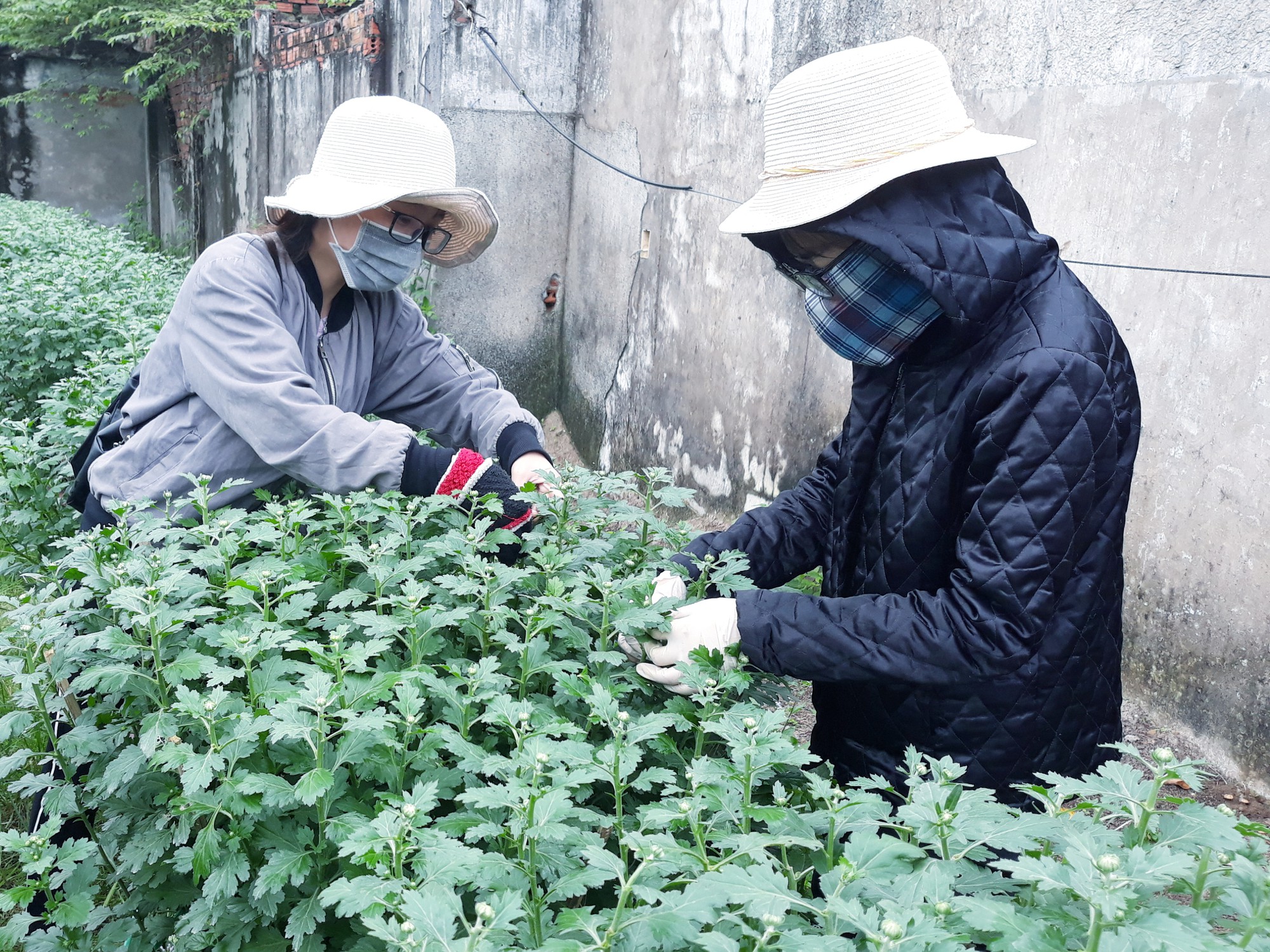 Chùm ảnh: Ngắm làng hoa Vân Dương vào mùa vụ Tết - Ảnh 10.
