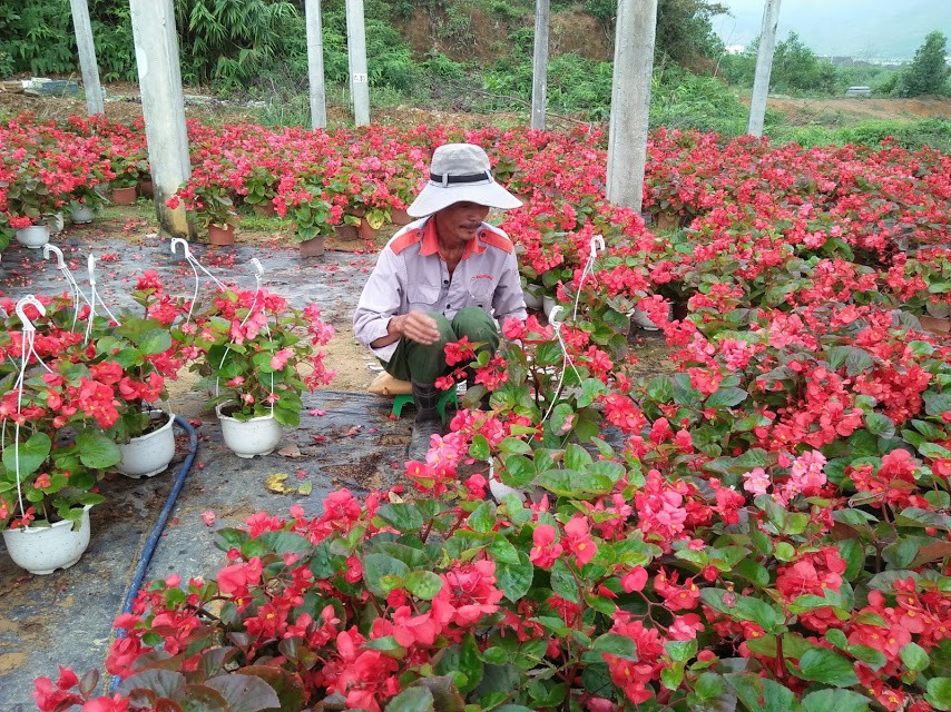 Chùm ảnh: Ngắm làng hoa Vân Dương vào mùa vụ Tết