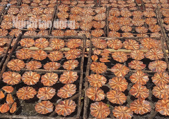 L&yacute; do thu nhập &ldquo;khủng&rdquo; dịp Tết ở l&agrave;ng kh&ocirc; C&aacute;i Đ&ocirc;i V&agrave;m - Ảnh 1.
