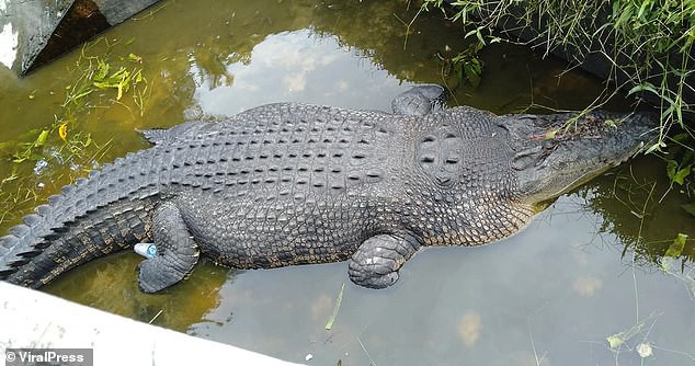Cá sấu nhảy lên tường cao 2,5 m, giết chết nhà khoa học nữ