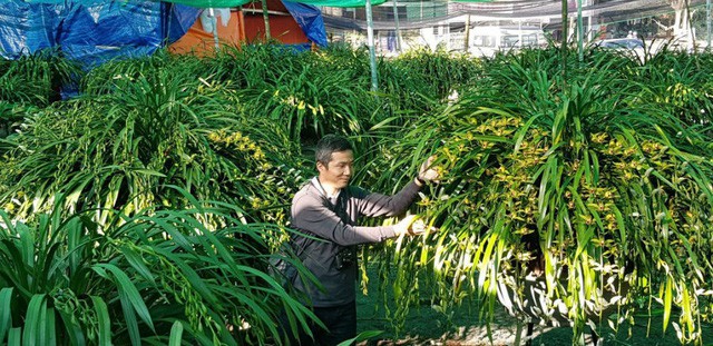 Chi 1,5 tỉ đồng mua 500 nh&agrave;nh lan Trần Mộng chơi Tết - Ảnh 1.
