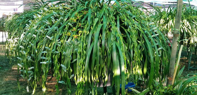 Chi 1,5 tỉ đồng mua 500 nh&agrave;nh lan Trần Mộng chơi Tết - Ảnh 2.