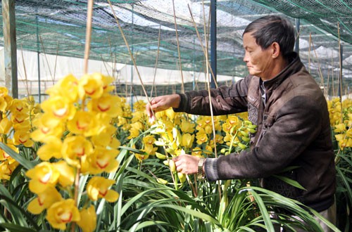 Địa lan Đà Lạt đồng loạt nở sớm