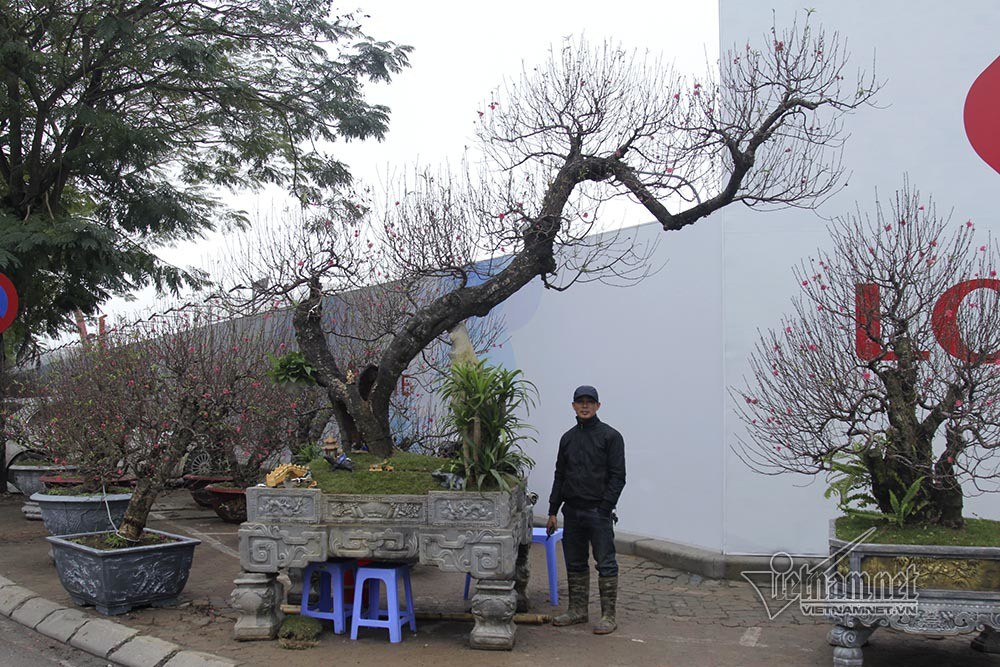 Bất ngờ với c&acirc;y đ&agrave;o ven đường, gốc mục ruỗng c&oacute; gi&aacute; đến 120 triệu đồng - Ảnh 1.