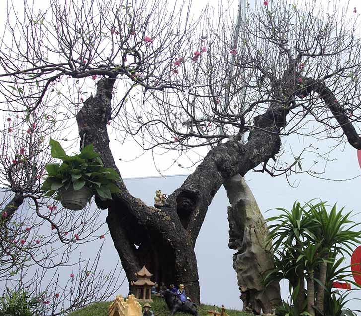 Bất ngờ với cây đào ven đường, gốc mục ruỗng có giá đến 120 triệu đồng