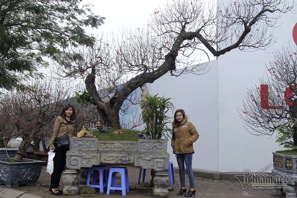 Bất ngờ với c&acirc;y đ&agrave;o ven đường, gốc mục ruỗng c&oacute; gi&aacute; đến 120 triệu đồng - Ảnh 9.