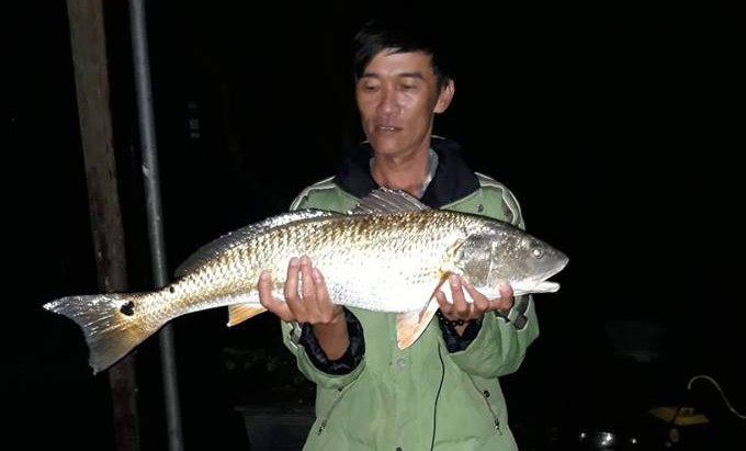 Câu được "cá lạ" vàng óng nghi là cá sủ vàng quý hiếm