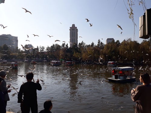 Côn Minh mùa hải âu lượn