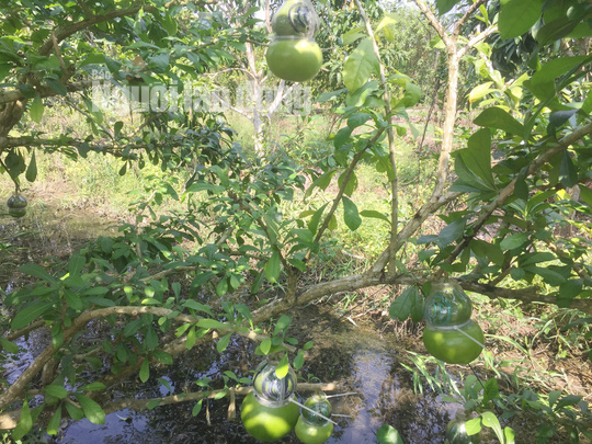 73 tuổi, cụ &ocirc;ng vẫn qu&aacute;n xuyến vườn đ&agrave;o ti&ecirc;n khủng tạo h&igrave;nh hồ l&ocirc;  - Ảnh 2.