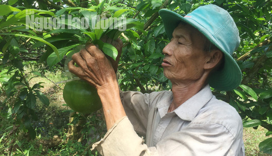 73 tuổi, cụ ông vẫn quán xuyến vườn đào tiên "khủng" tạo hình hồ lô