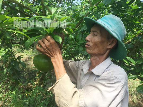 73 tuổi, cụ &ocirc;ng vẫn qu&aacute;n xuyến vườn đ&agrave;o ti&ecirc;n khủng tạo h&igrave;nh hồ l&ocirc;  - Ảnh 3.
