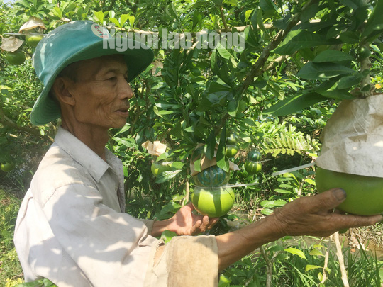 73 tuổi, cụ &ocirc;ng vẫn qu&aacute;n xuyến vườn đ&agrave;o ti&ecirc;n khủng tạo h&igrave;nh hồ l&ocirc;  - Ảnh 5.